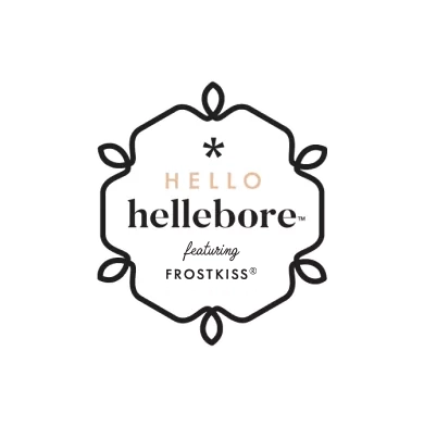 Hello Hellebore- The prettiest way to greet spring