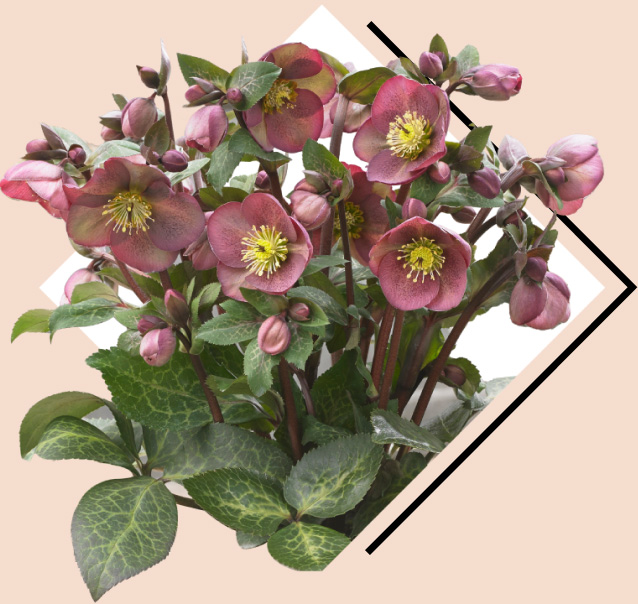 Helleborus Pippas Purple