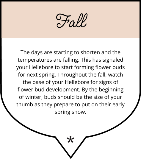 What your Hellebore is doing in spring