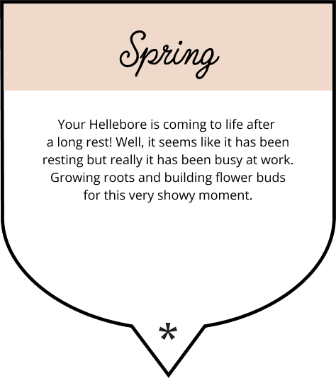 What your Hellebore is doing in spring