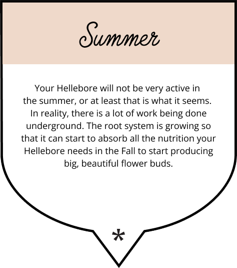 What your Hellebore is doing in spring